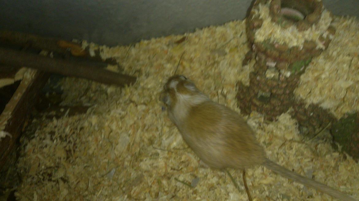 Ørkenrotte Pinki og brain billede 14