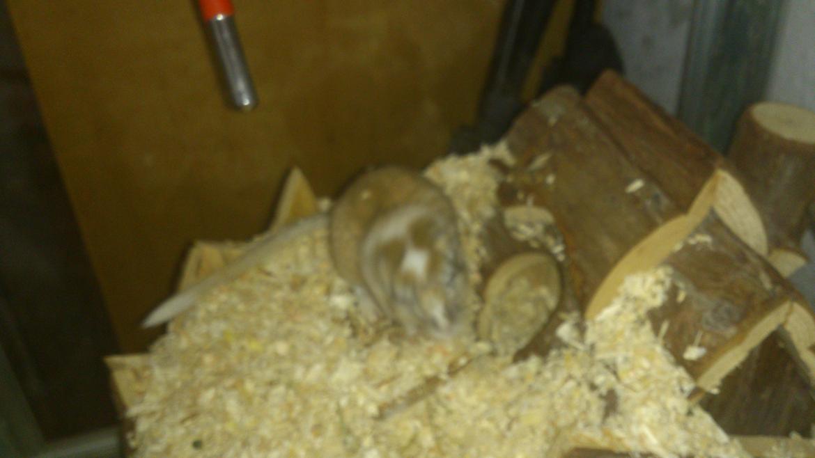 Ørkenrotte Pinki og brain billede 15