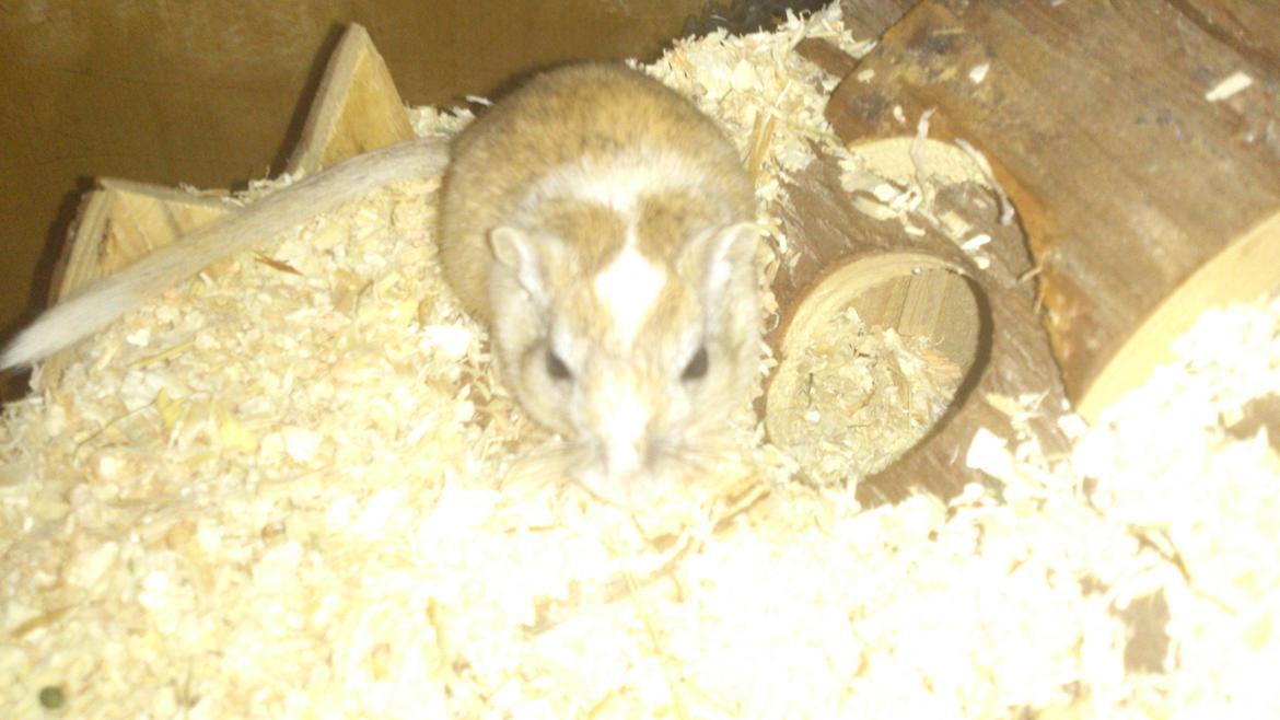 Ørkenrotte Pinki og brain - BRAIN billede 16