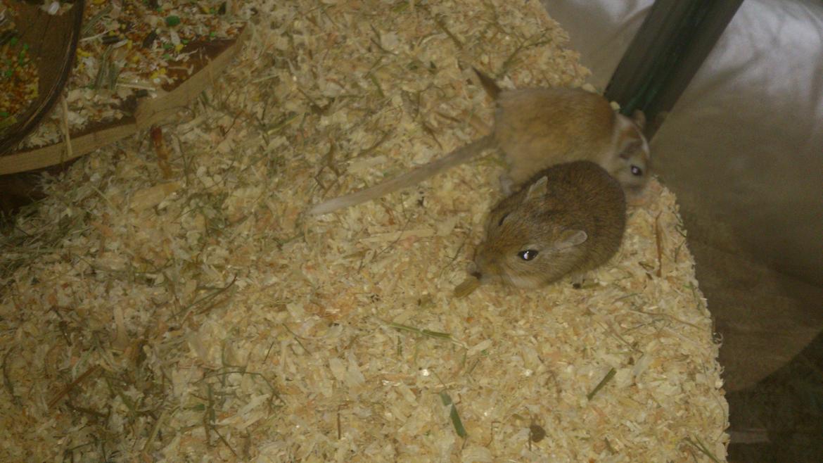 Ørkenrotte Pinki og brain billede 17