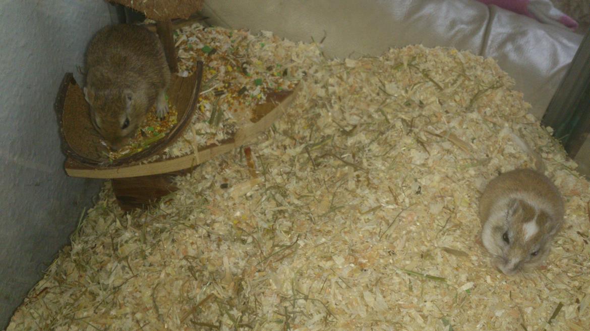 Ørkenrotte Pinki og brain billede 18