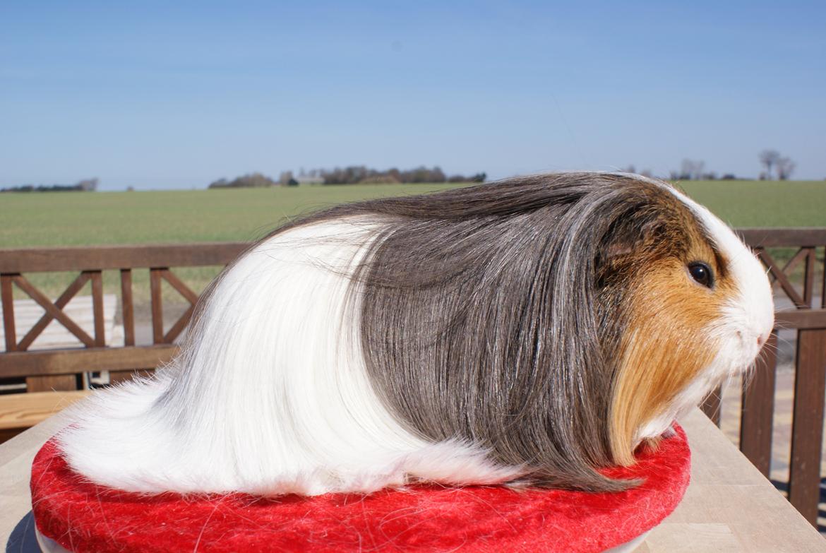 Marsvin Koreskas SHUBIDUA billede 1