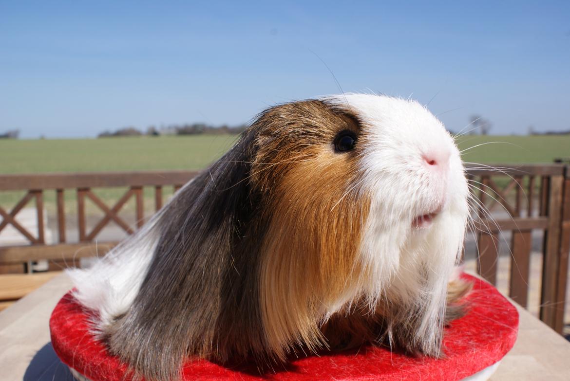 Marsvin Koreskas SHUBIDUA billede 2