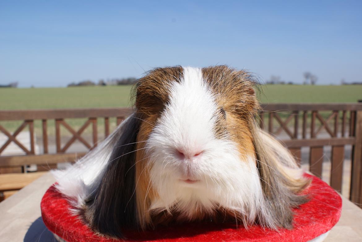 Marsvin Koreskas SHUBIDUA billede 3