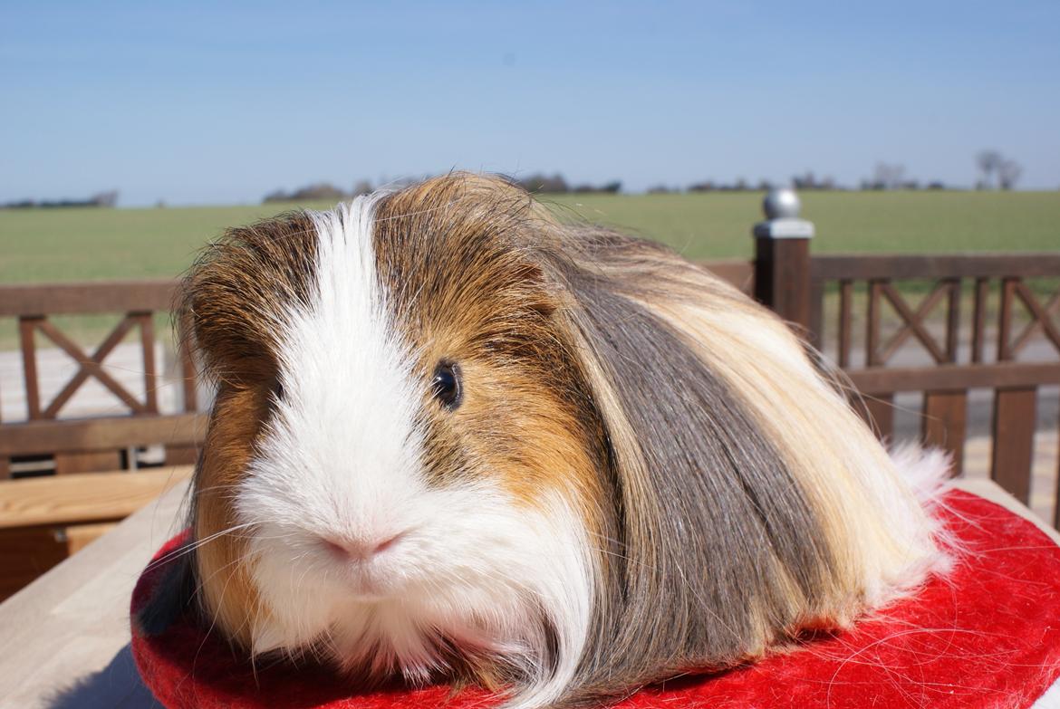 Marsvin Koreskas SHUBIDUA billede 4