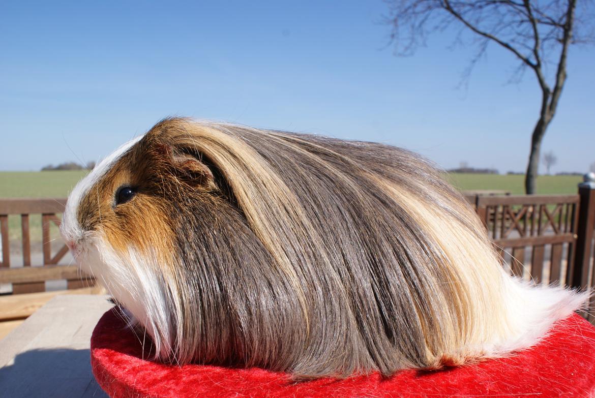 Marsvin Koreskas SHUBIDUA billede 5