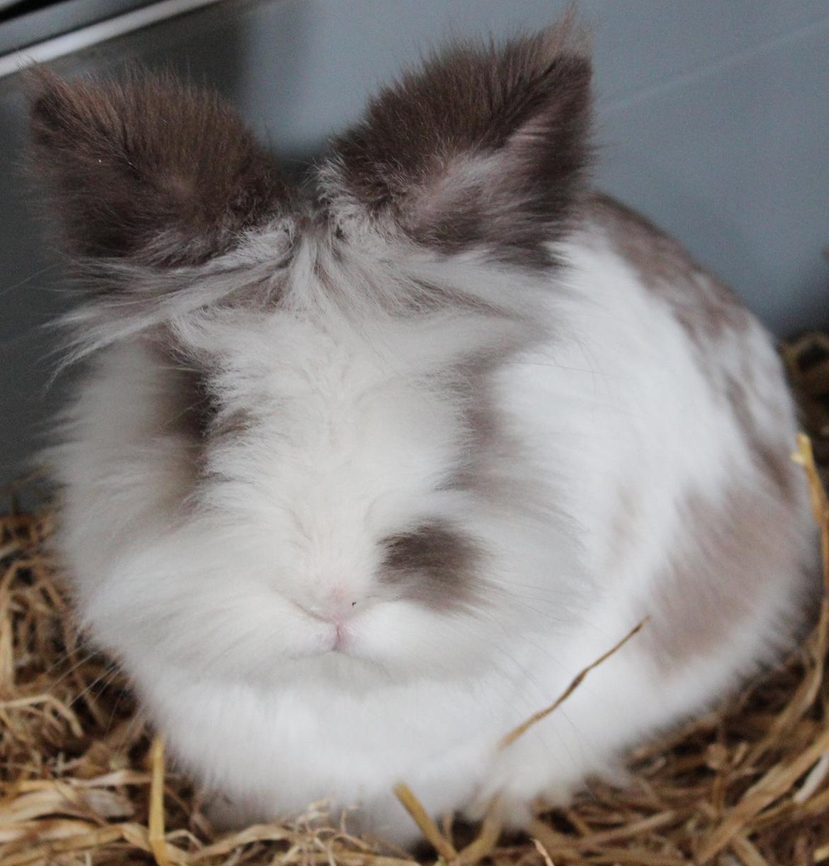 Kanin Feta billede 2