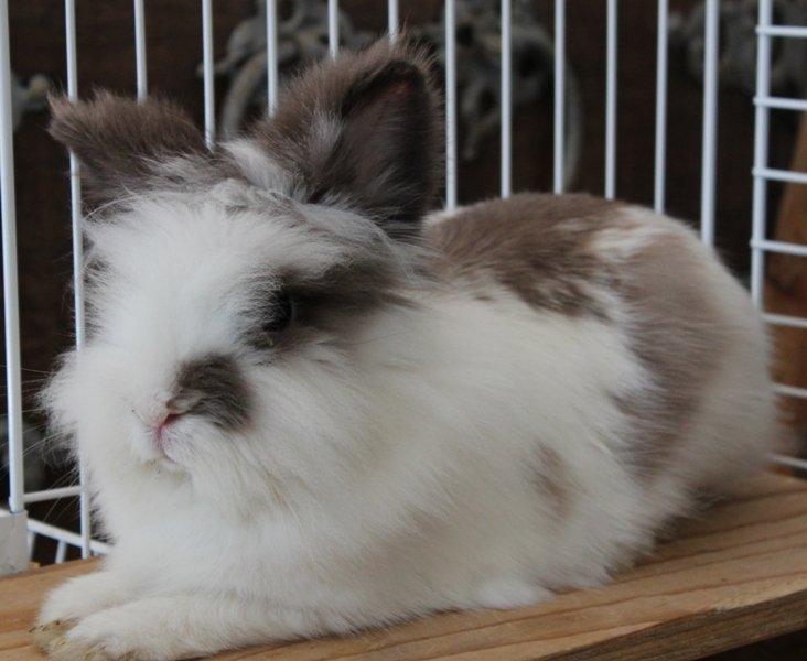 Kanin Feta billede 3