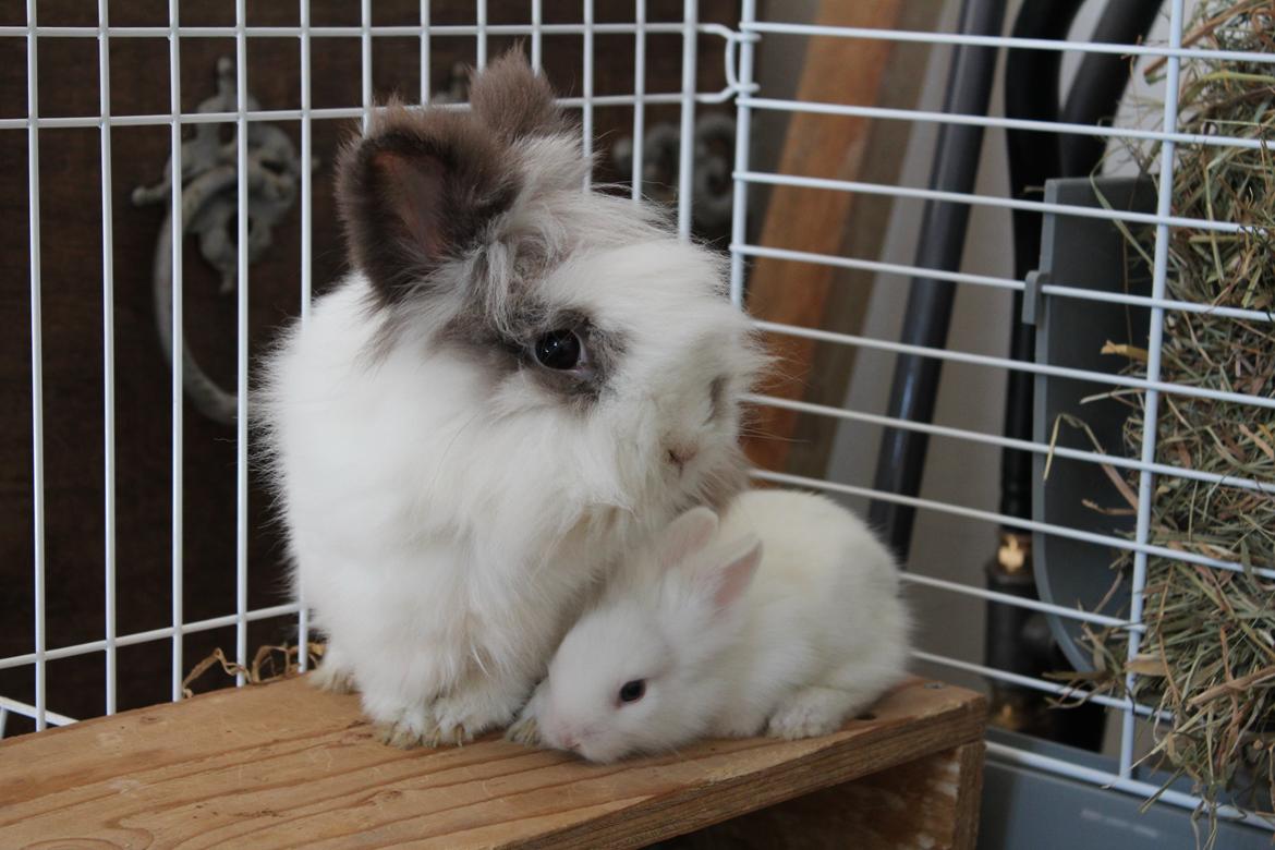 Kanin Feta billede 4