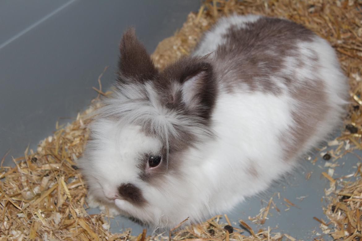 Kanin Feta billede 5