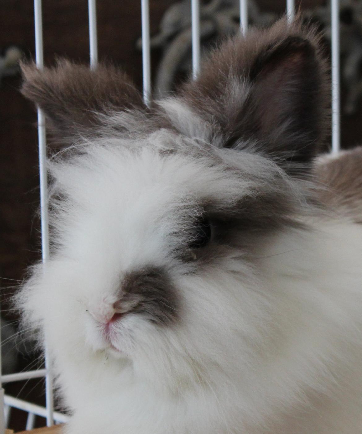 Kanin Feta billede 6