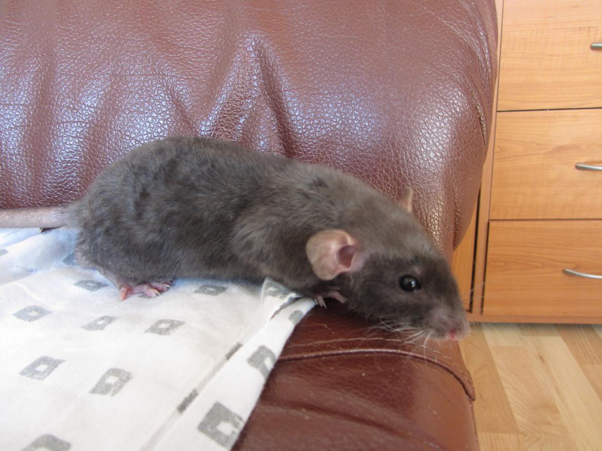 Tamrotte Gabino RIP billede 1