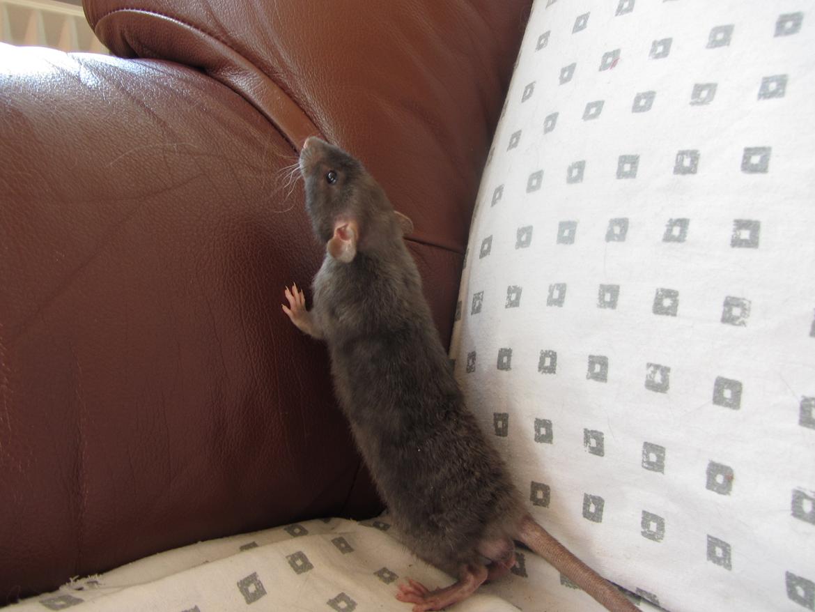 Tamrotte Gabino RIP billede 2