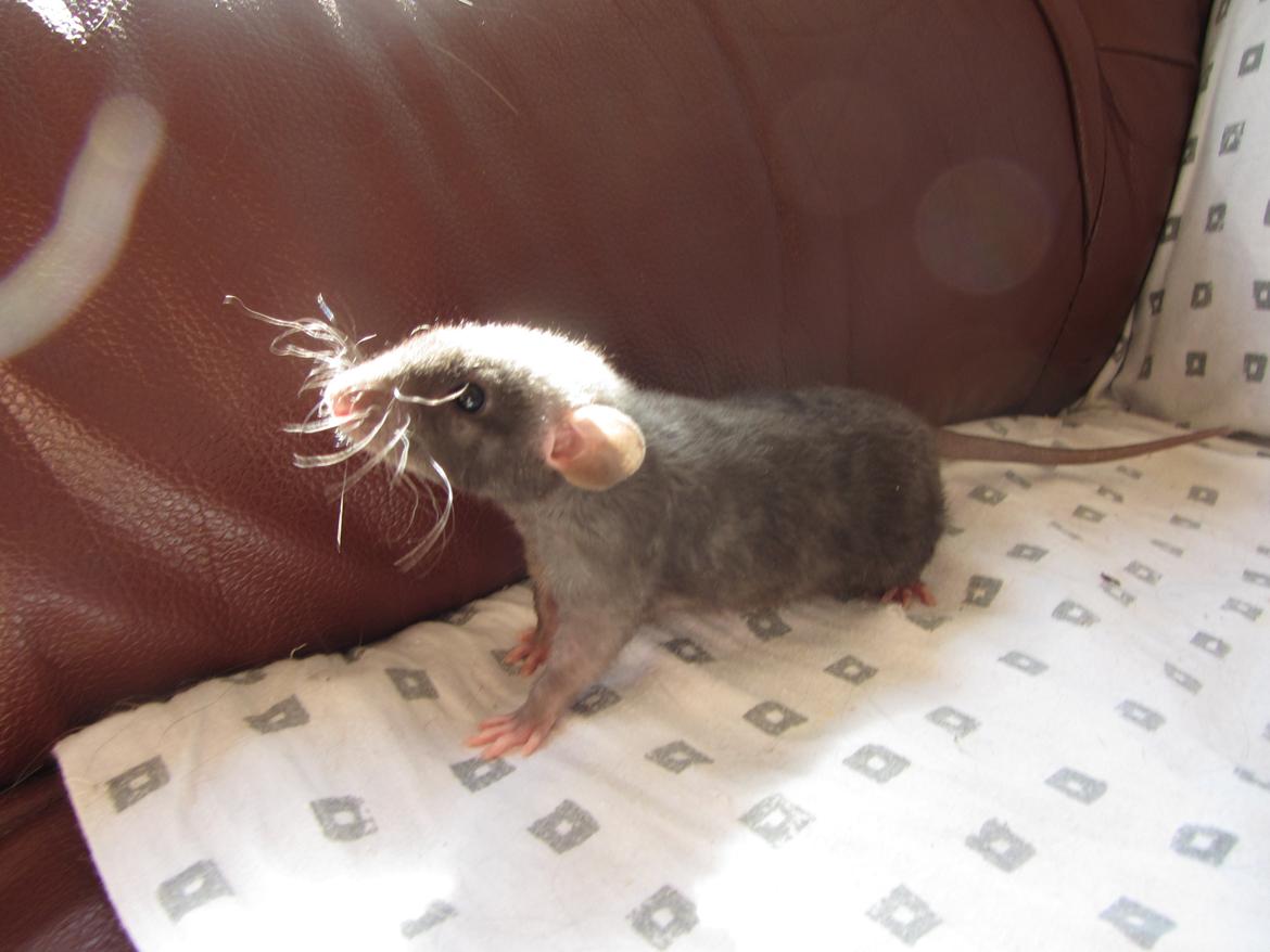 Tamrotte Gabino RIP billede 3