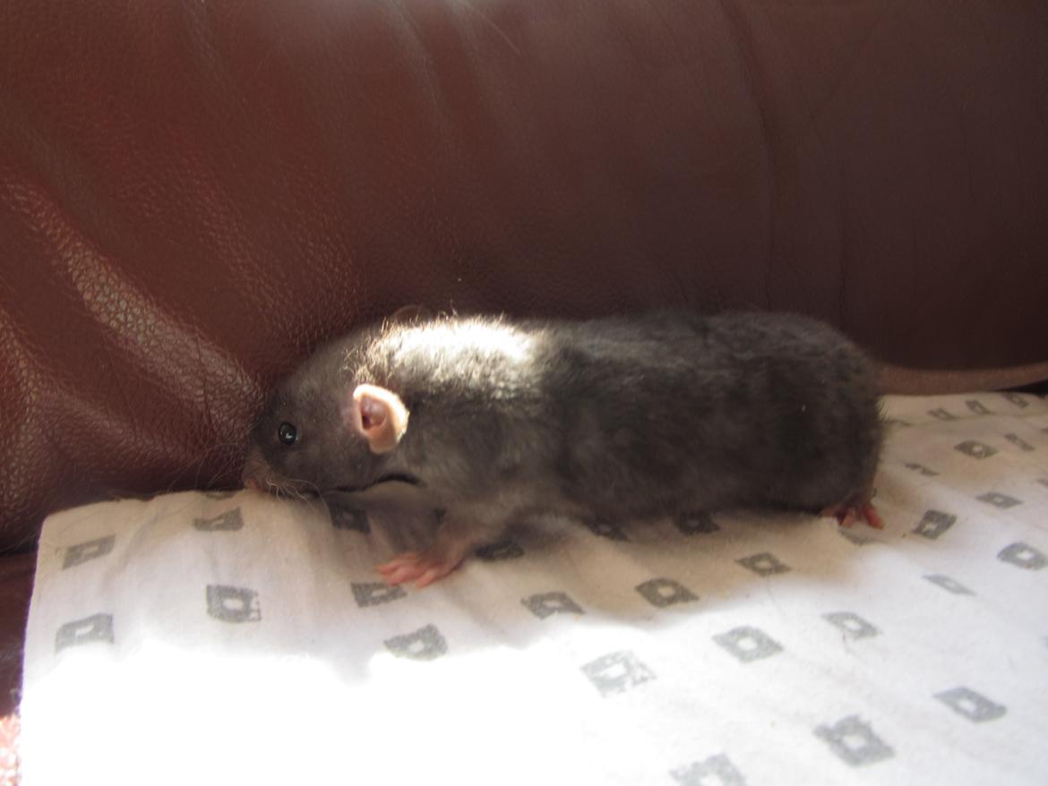 Tamrotte Gabino RIP billede 4