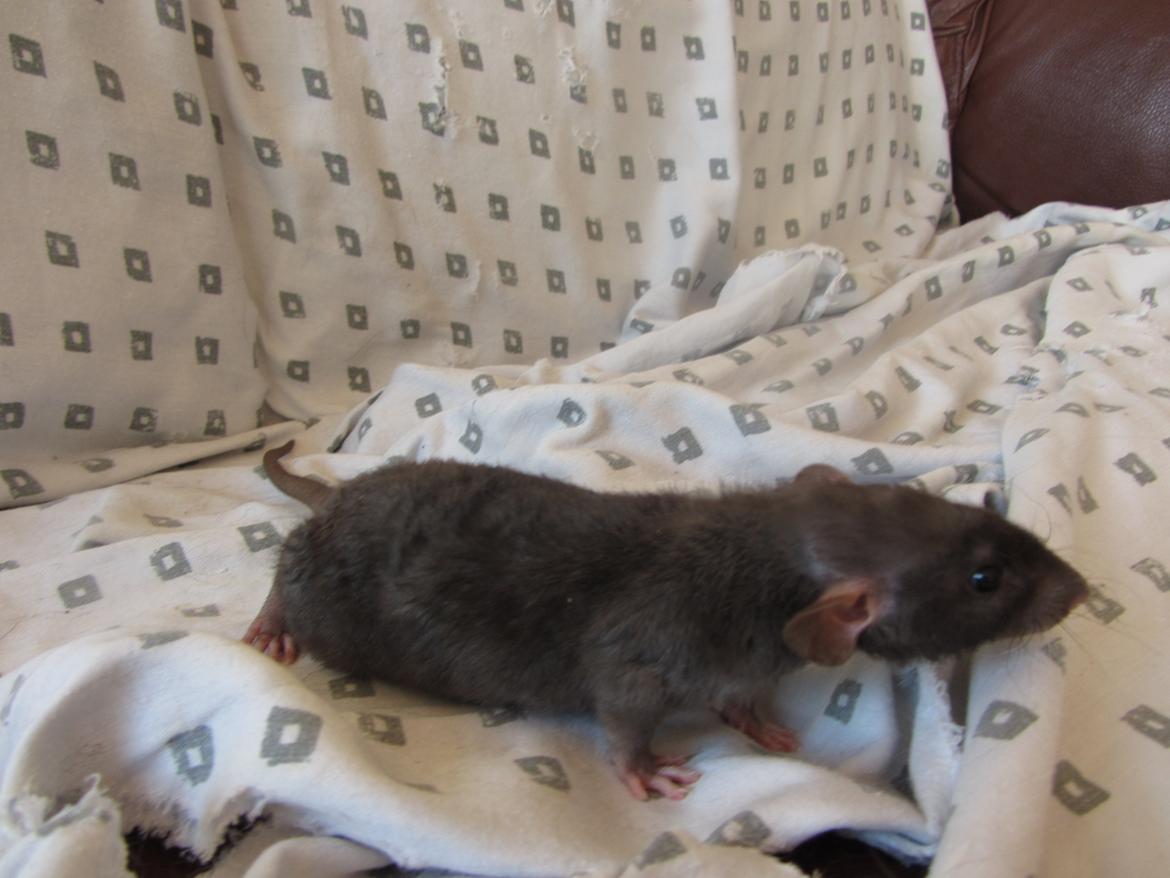 Tamrotte Gabino RIP billede 5