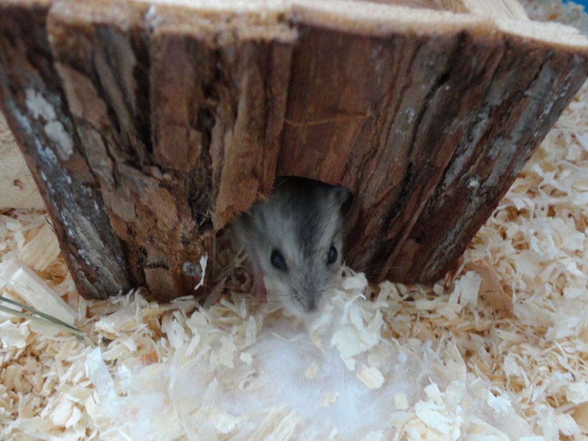 Hamster Nugga billede 1