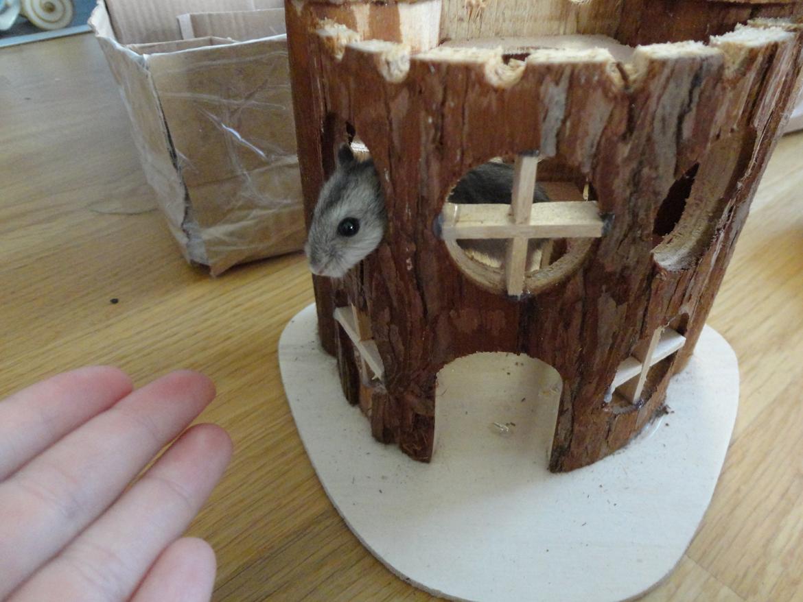 Hamster Nugga billede 2