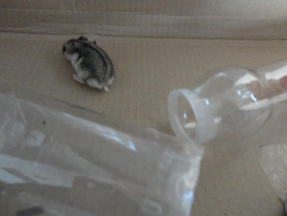 Hamster Nugga billede 4