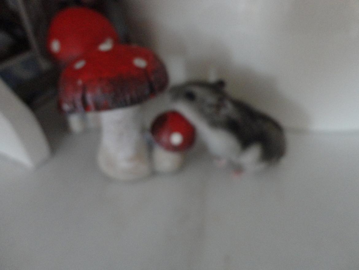 Hamster Nugga billede 5