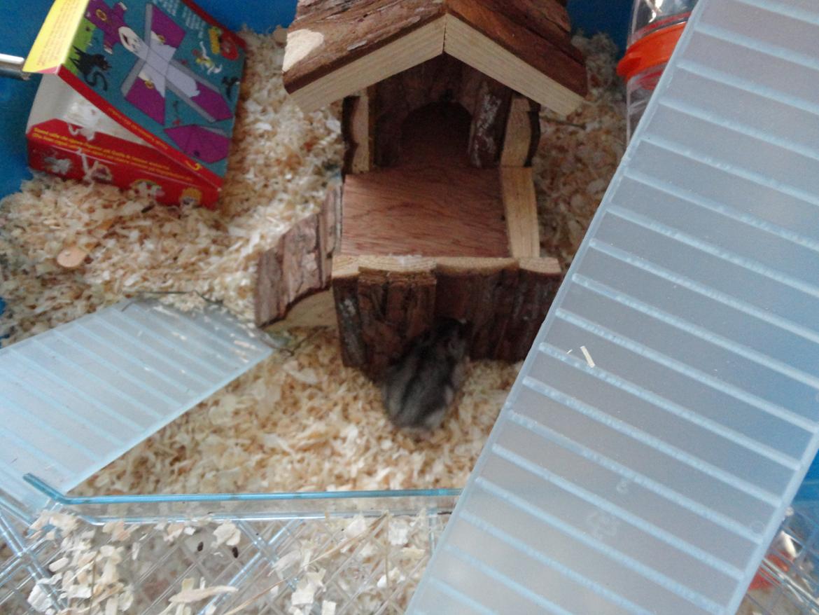 Hamster Nugga billede 6