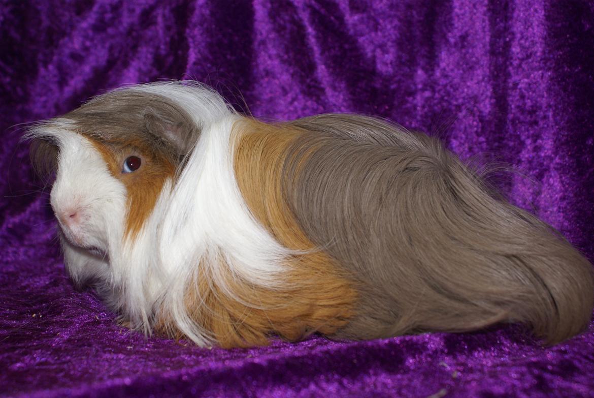 Marsvin Oxford Vom Rosengarten (Peruaner) billede 1