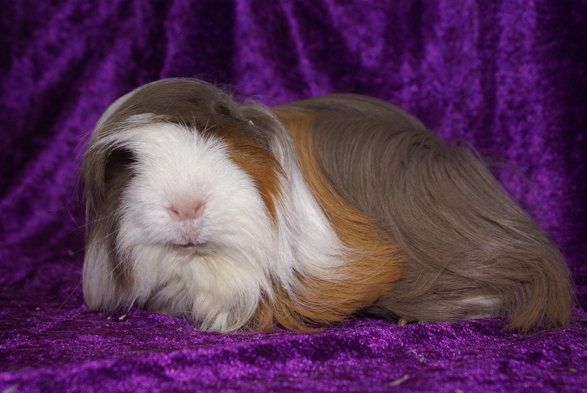 Marsvin Oxford Vom Rosengarten (Peruaner) billede 2