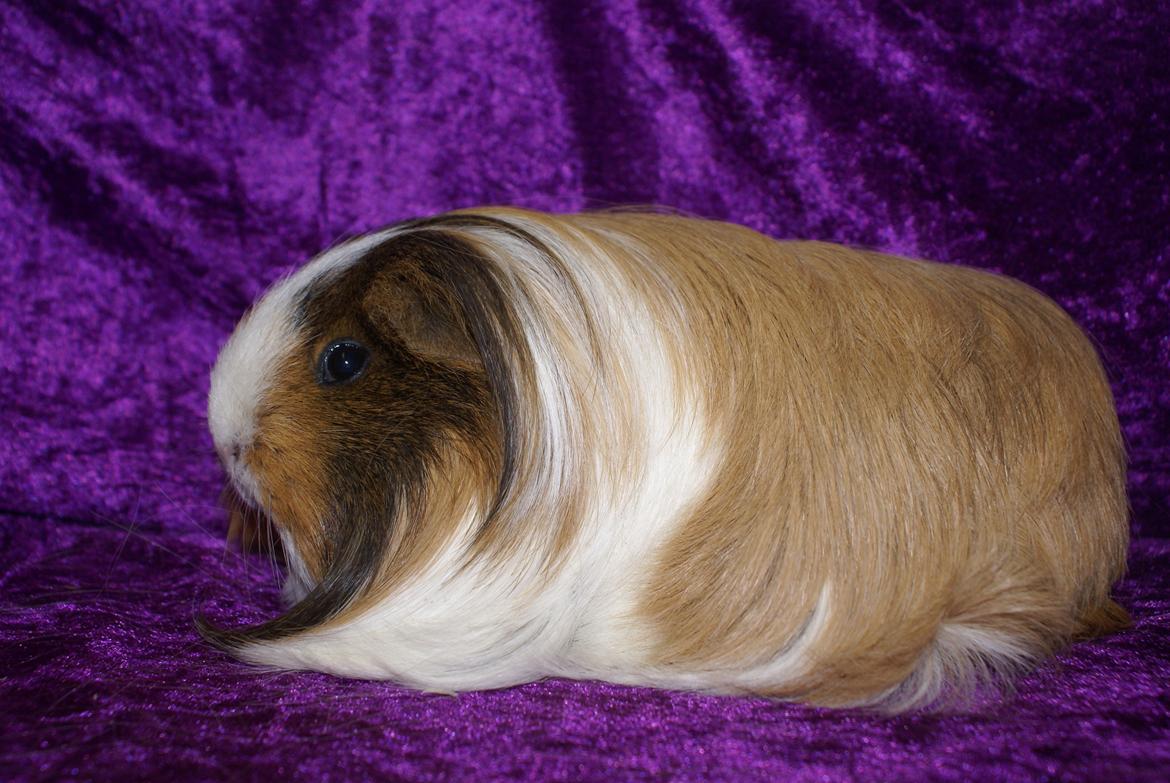 Marsvin Bibbi *Sheltie* billede 2