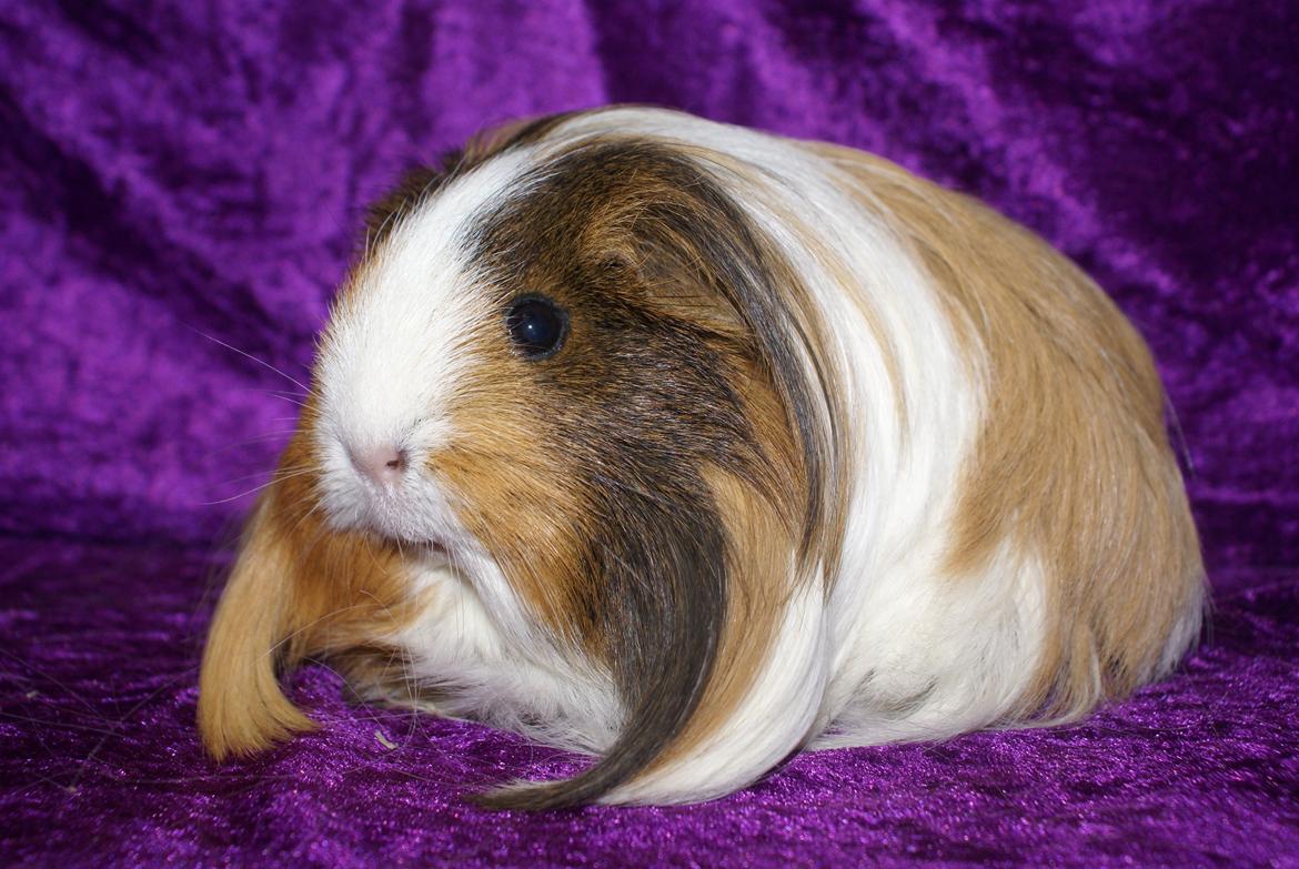 Marsvin Bibbi *Sheltie* billede 1