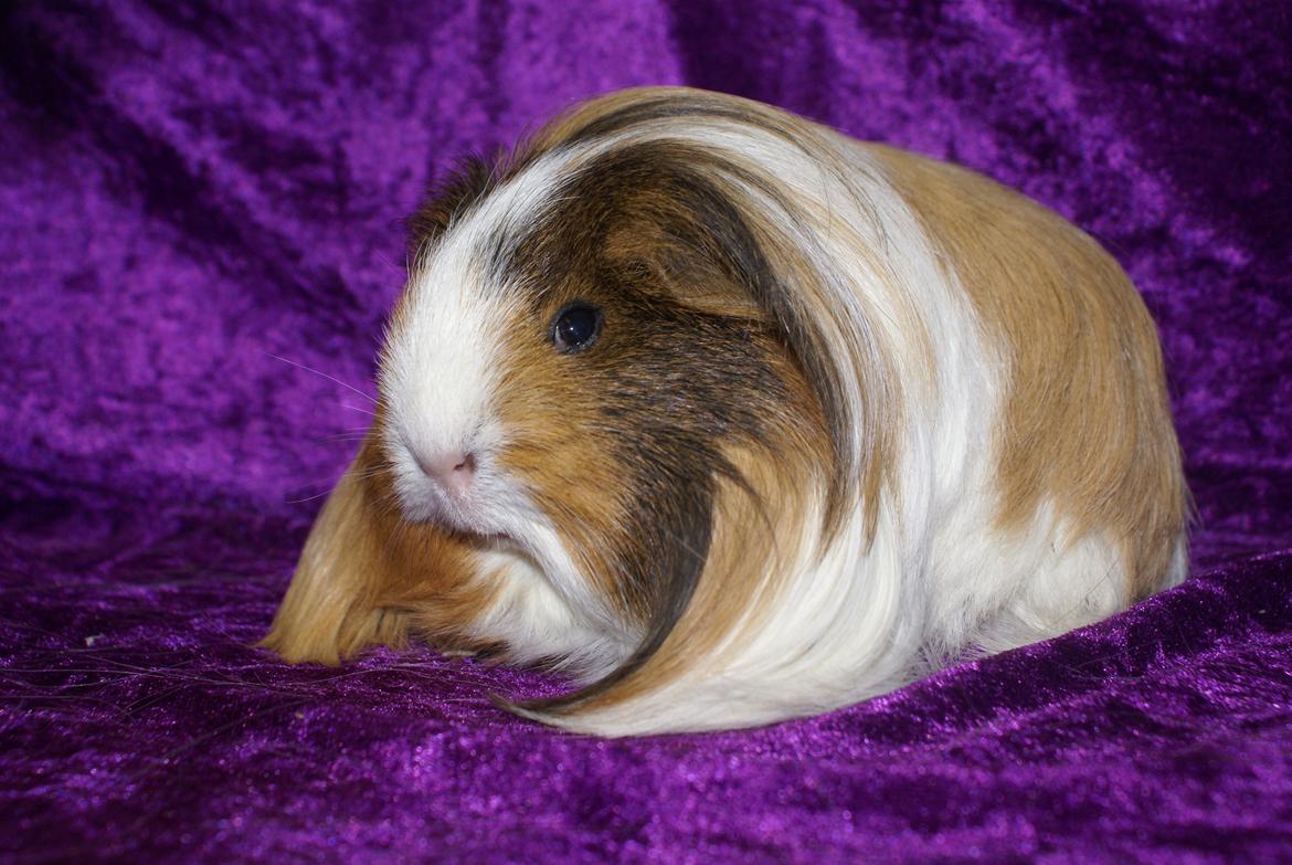 Marsvin Bibbi *Sheltie* billede 3