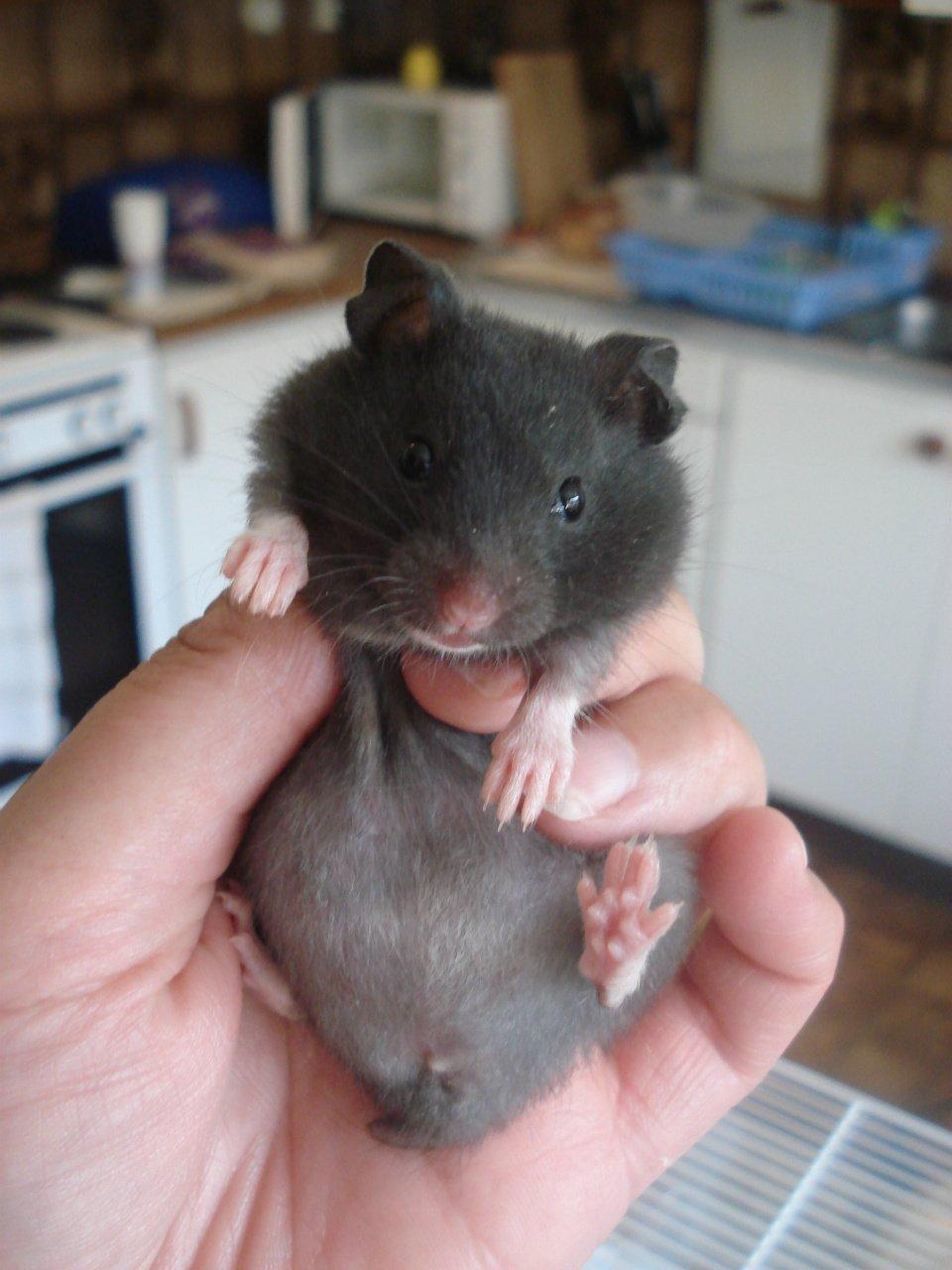 Hamster *ChocolateBreeze Cajsa* billede 1