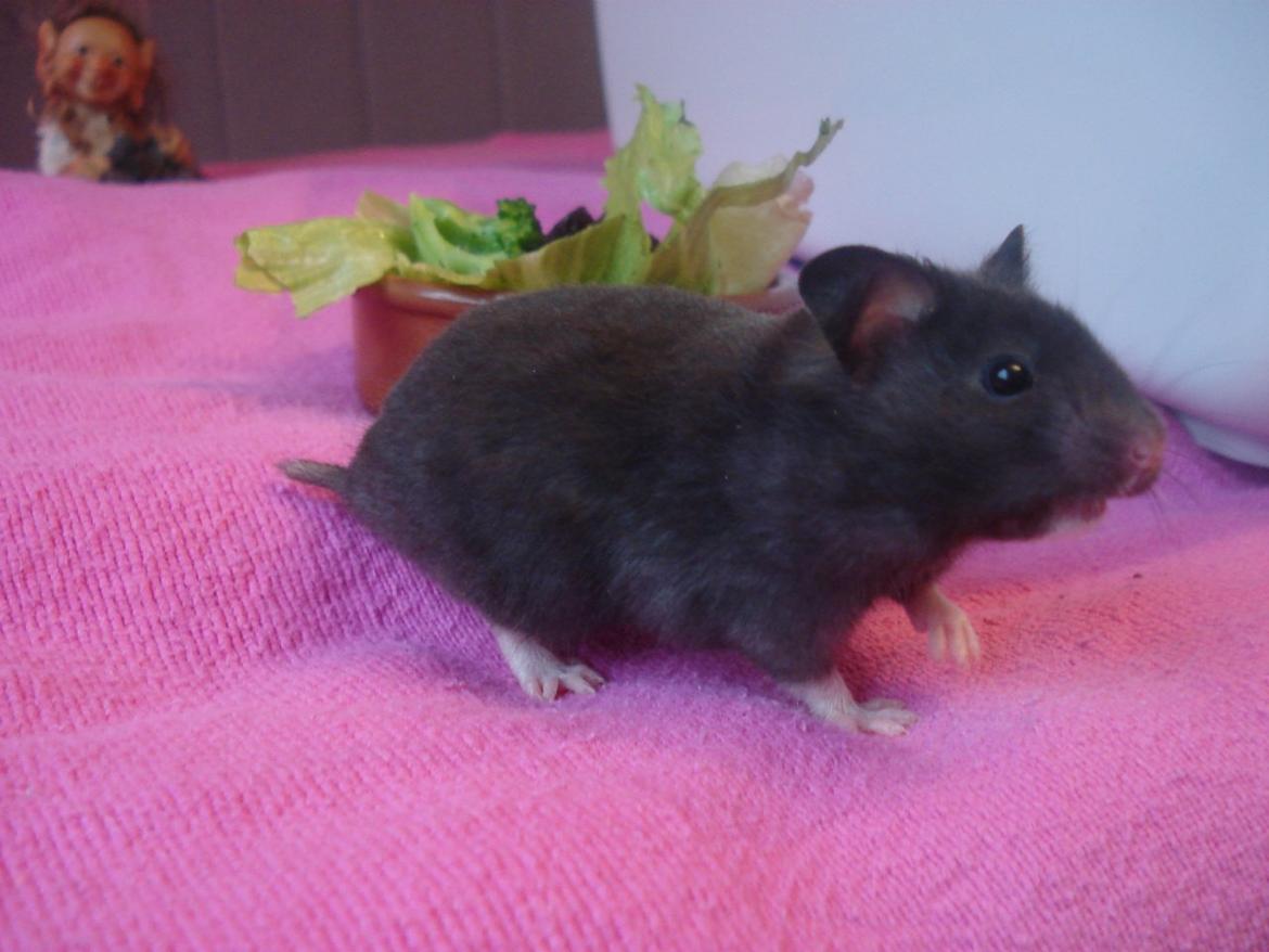 Hamster *ChocolateBreeze Cajsa* billede 2