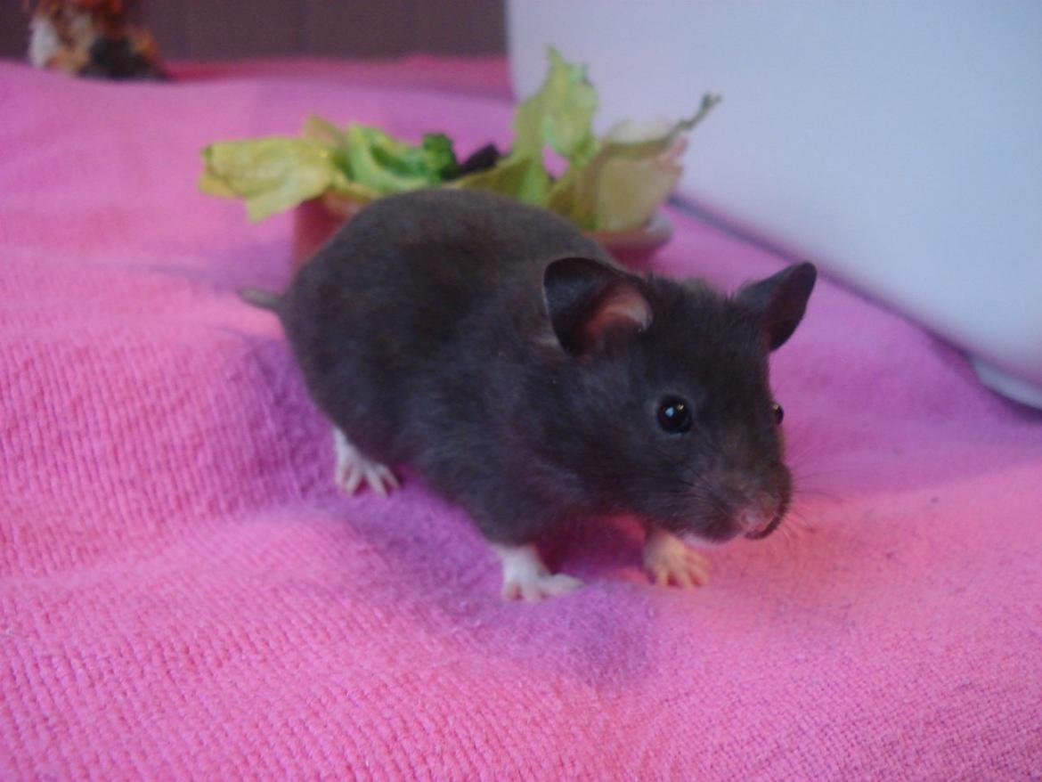 Hamster *ChocolateBreeze Cajsa* billede 3