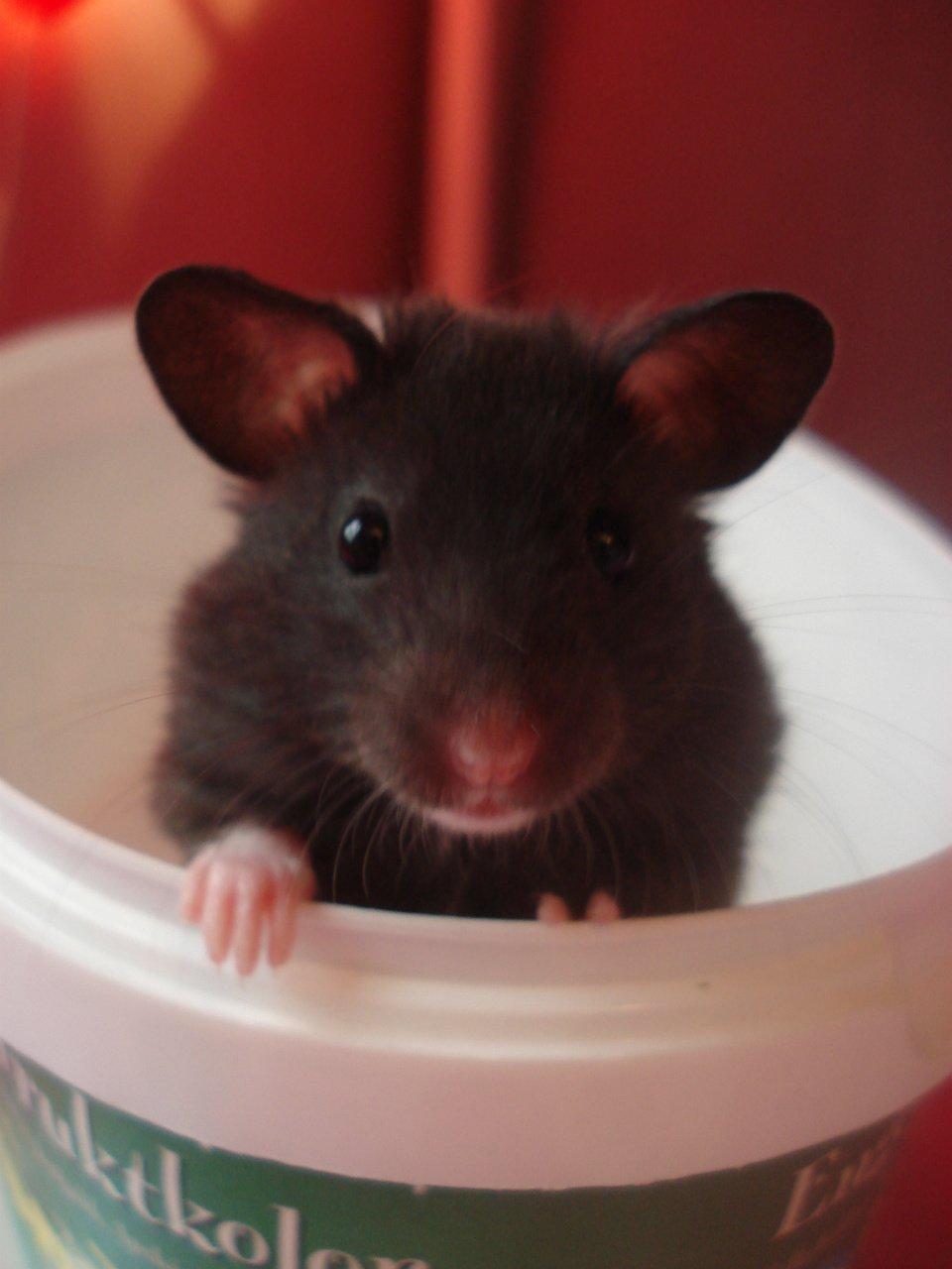 Hamster *ChocolateBreeze Cajsa* billede 4