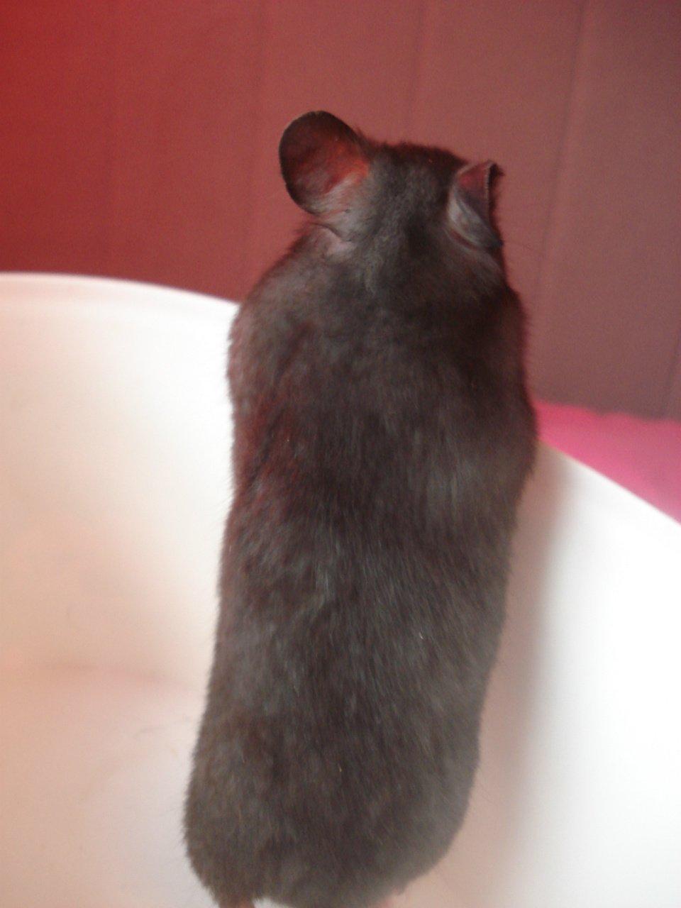 Hamster *ChocolateBreeze Cajsa* billede 5