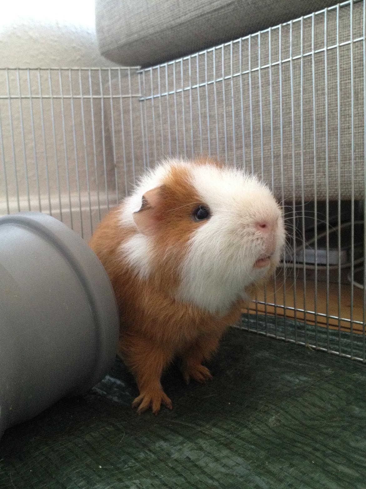 Marsvin Eddie billede 9