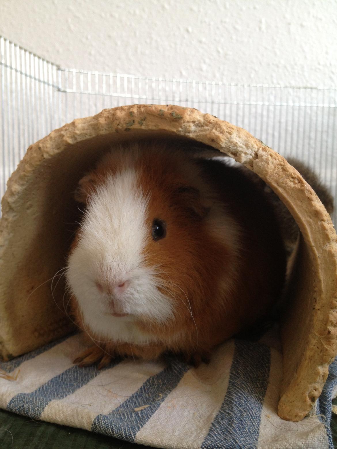 Marsvin Eddie - Hygge i huset billede 10