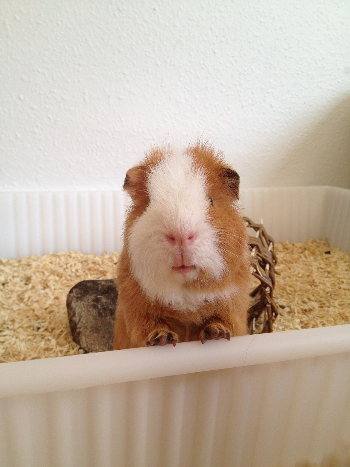 Marsvin Eddie - Er der noget mad...? billede 11