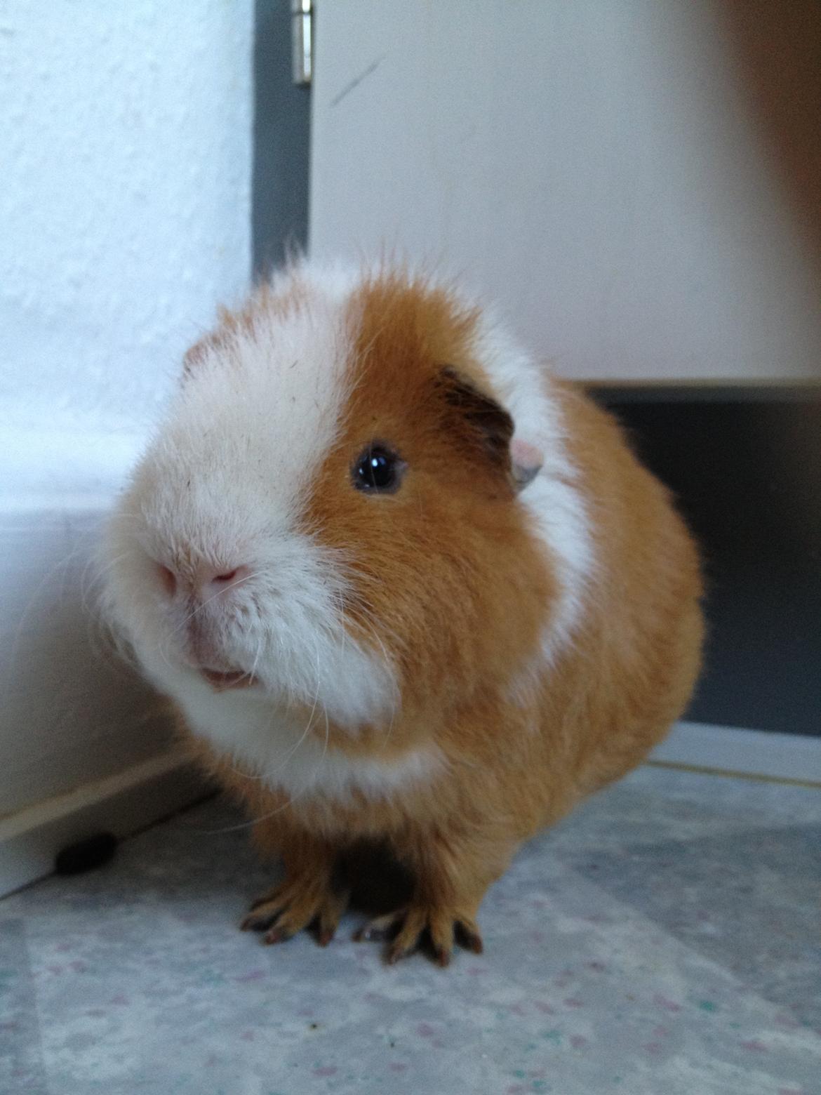 Marsvin Eddie - Pause... billede 12