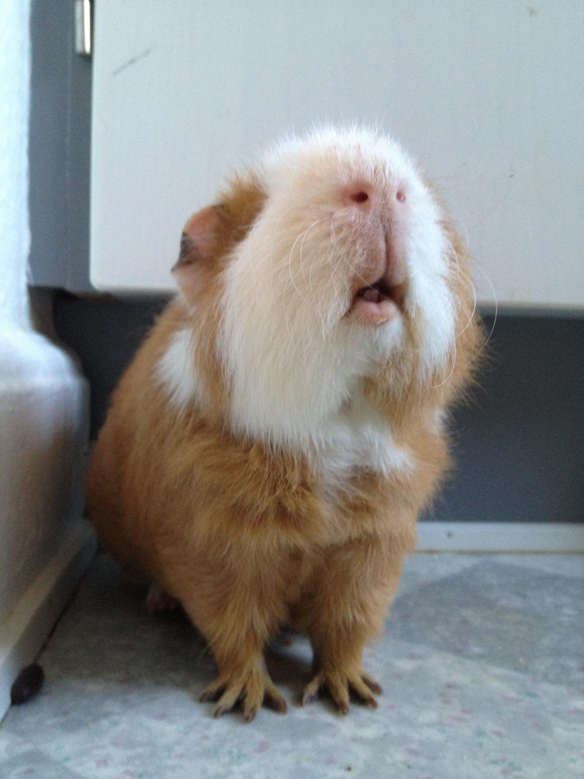 Marsvin Eddie - Så fine tænder Eddie her billede 13