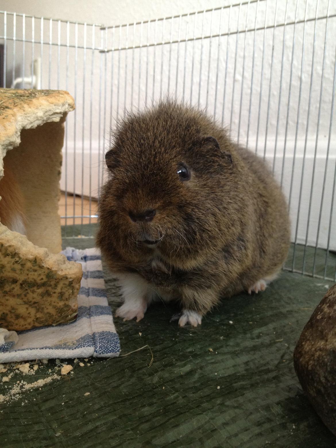 Marsvin Charlie - Overrasket! billede 12