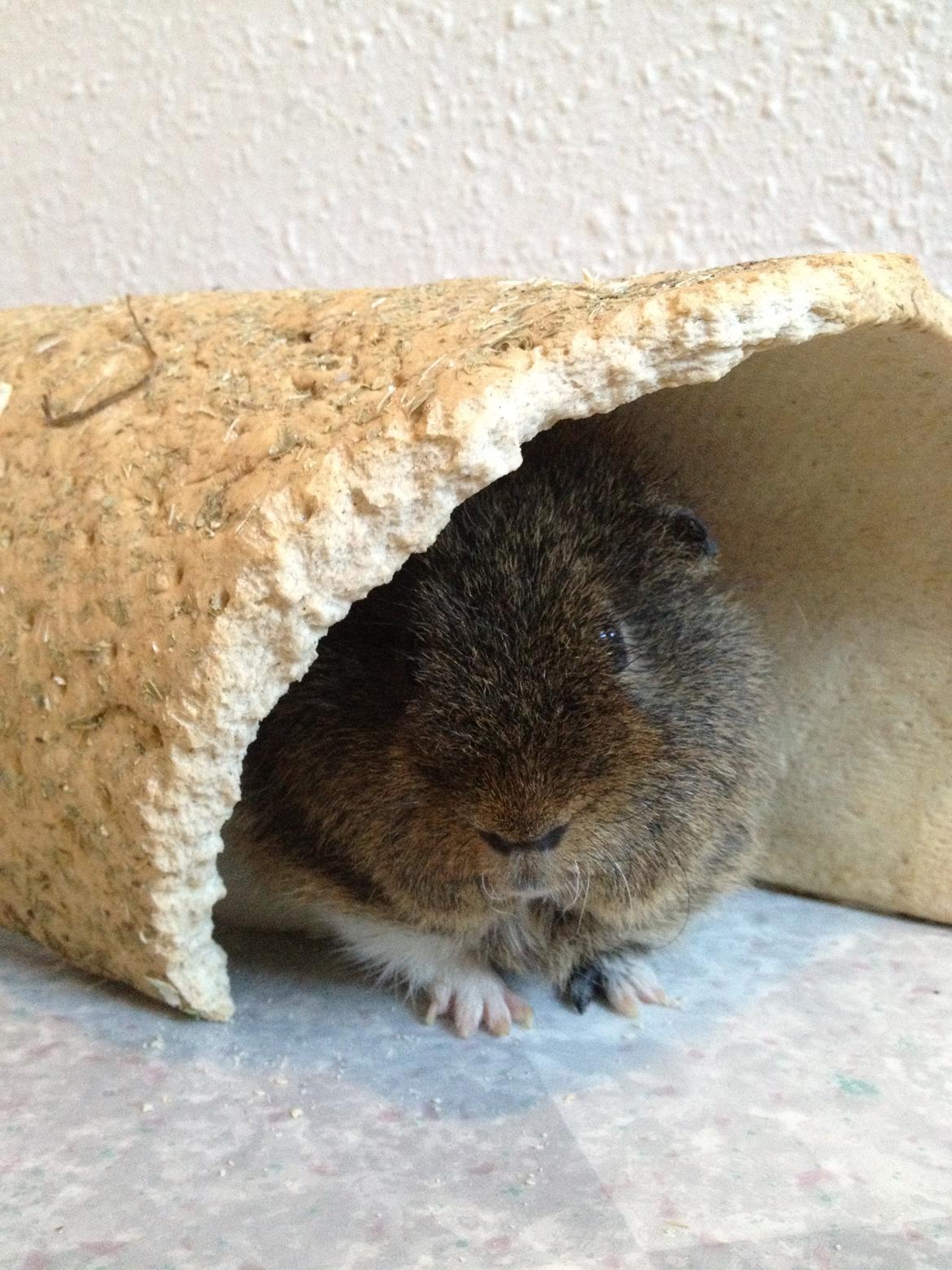 Marsvin Charlie - Hygge i huset billede 13