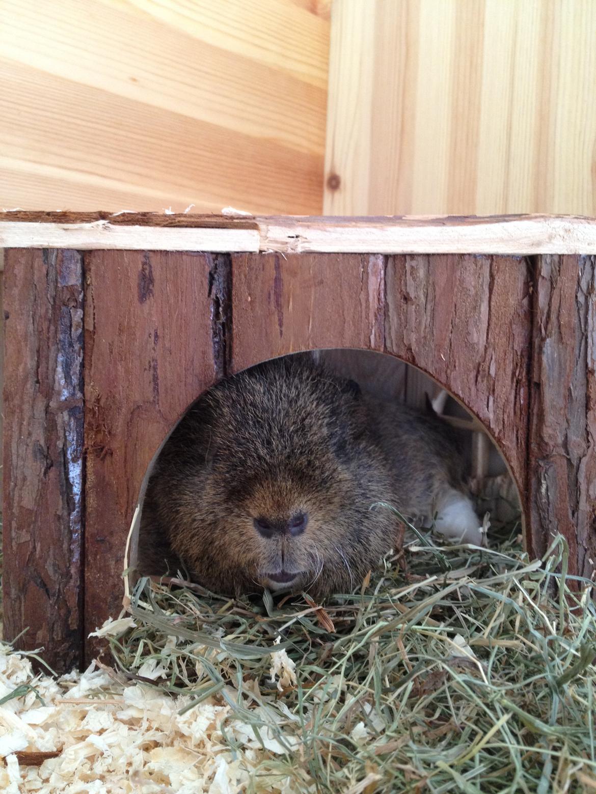 Marsvin Charlie - Total afslapning billede 14