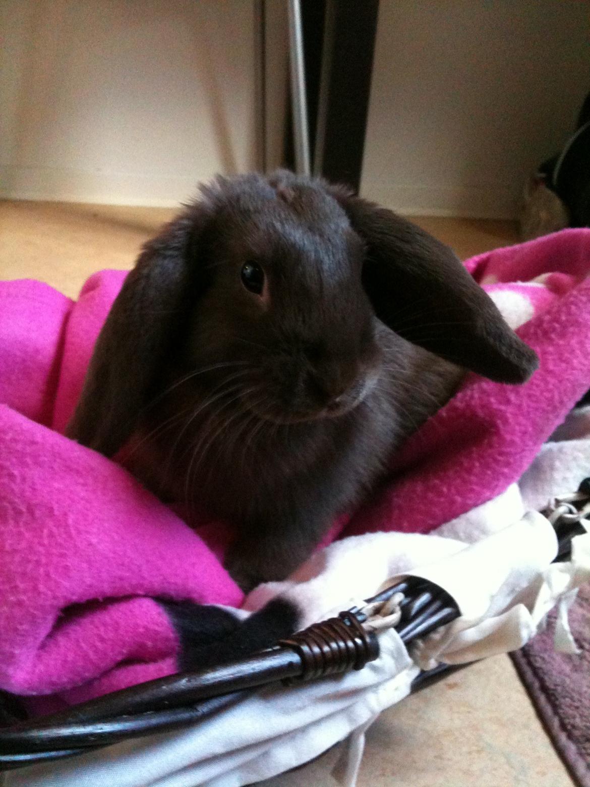 Kanin Coco (Chanel) Diva* billede 11