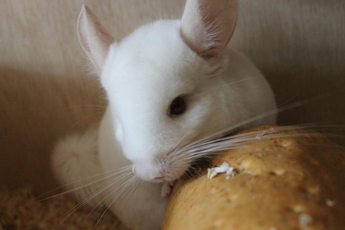 Chinchilla Novas Albert billede 17