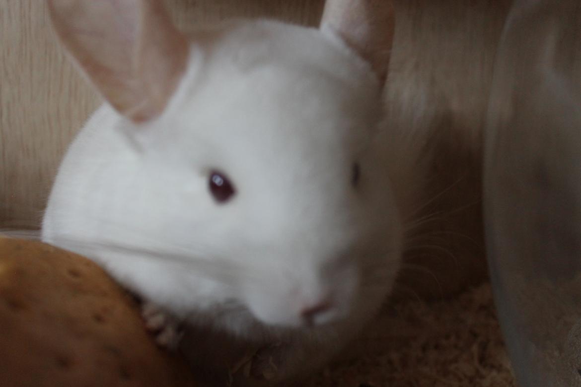 Chinchilla Novas Albert billede 18