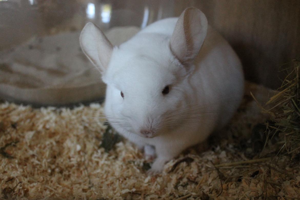 Chinchilla Novas Albert billede 19