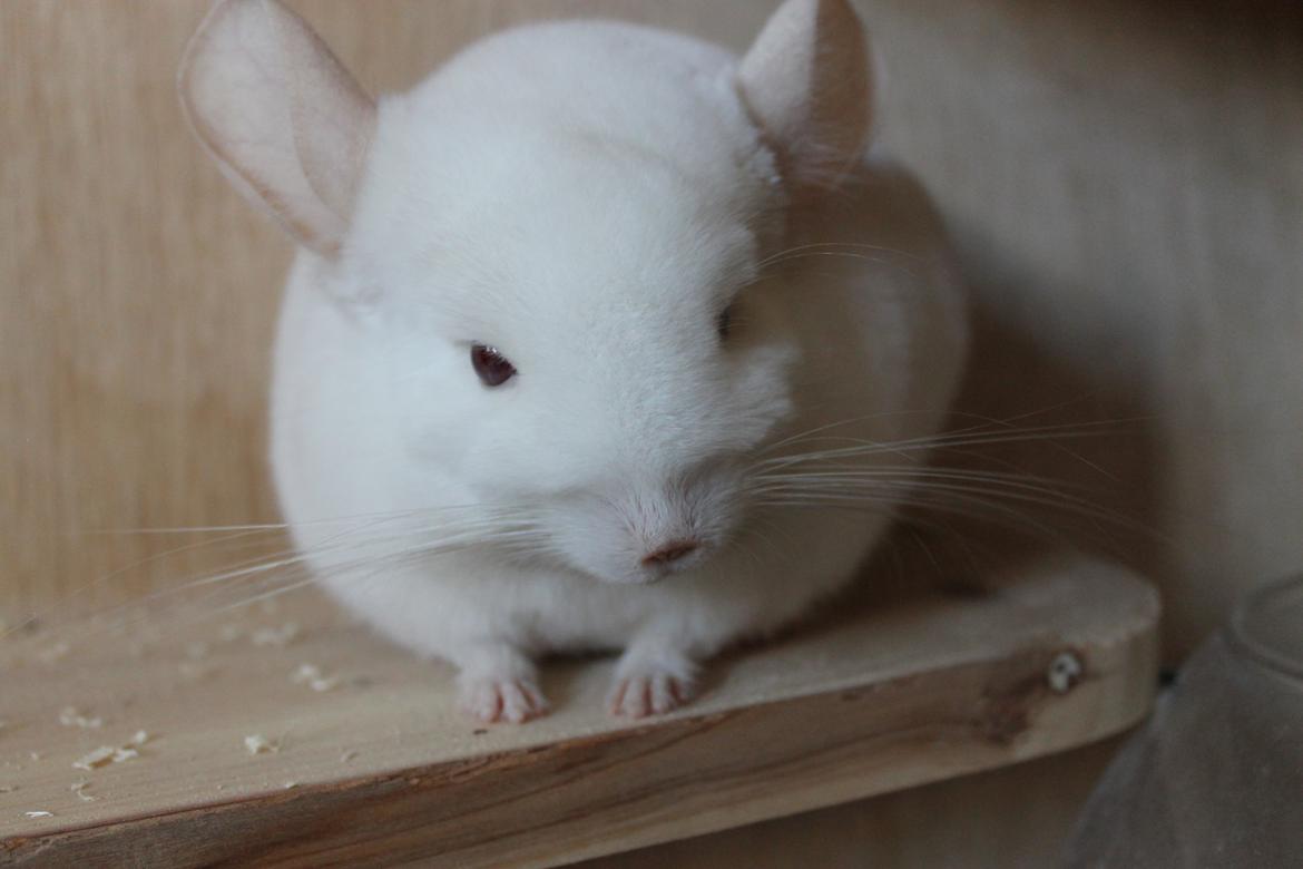 Chinchilla Novas Albert billede 20
