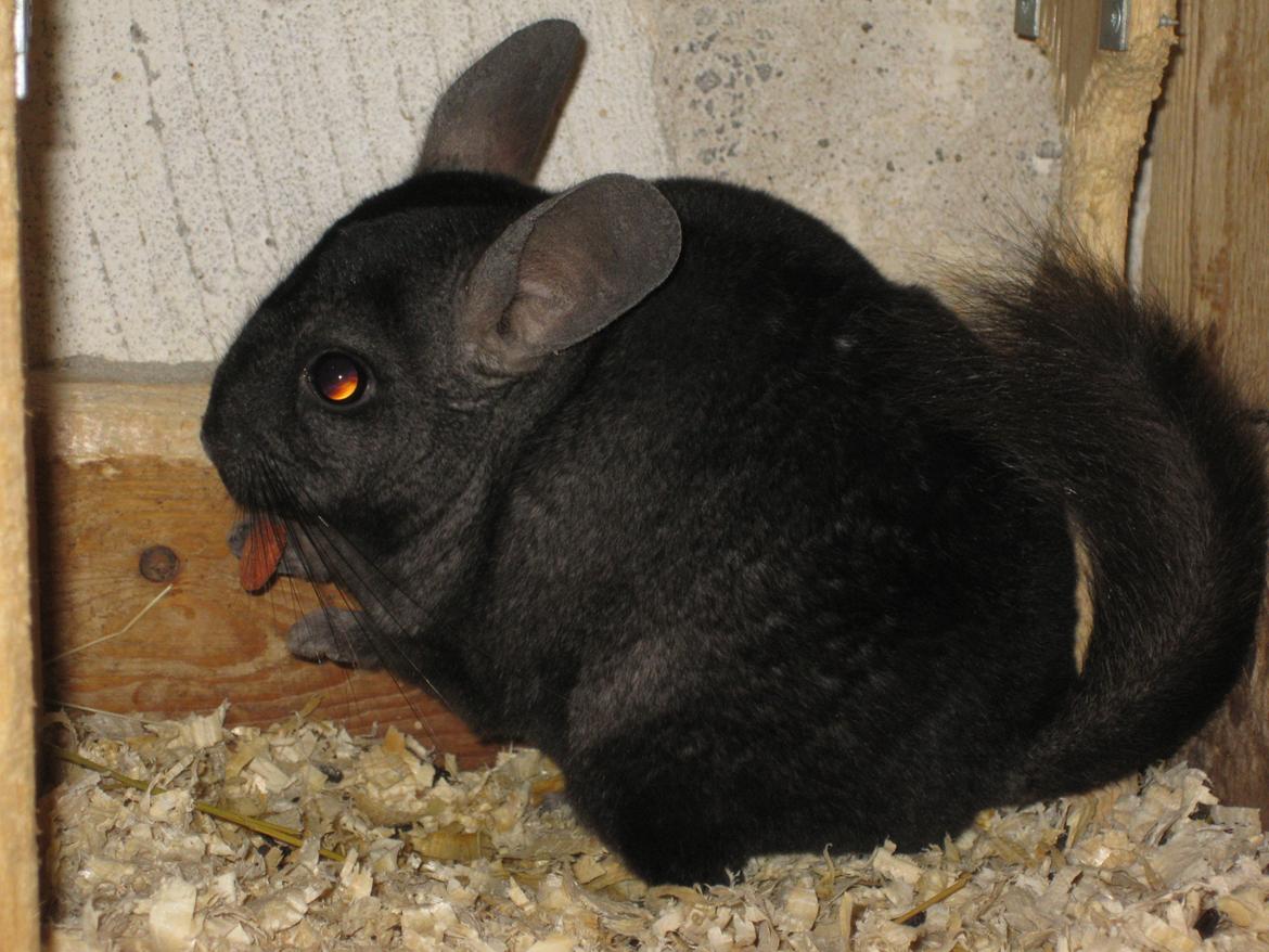 Chinchilla Kastaniens Safir billede 1