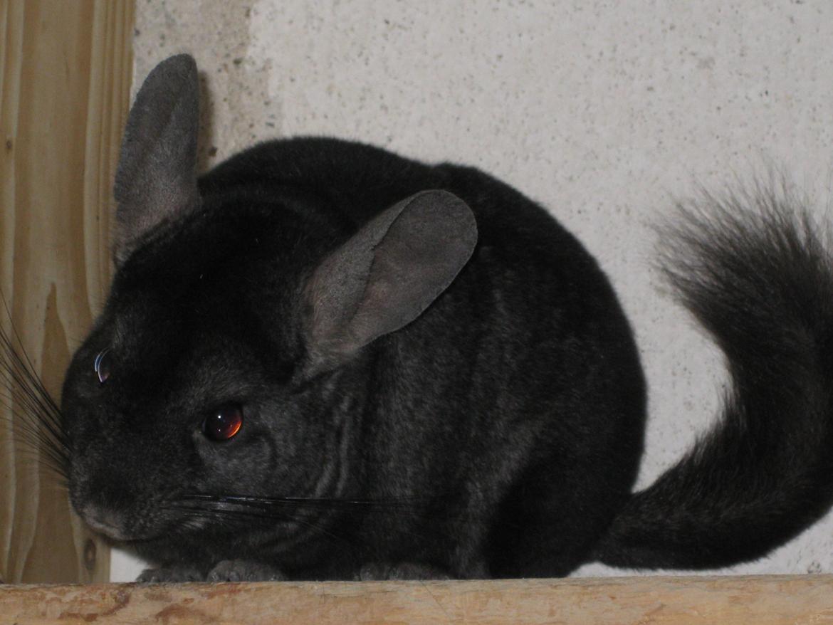 Chinchilla Kastaniens Safir billede 2